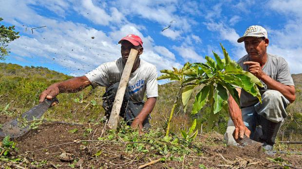 Trabajadores del campo dominicano