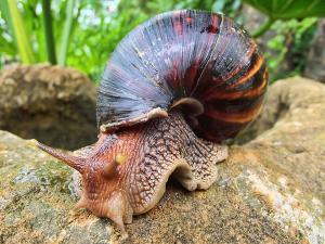 Investigadores UASD advierten de presencia de caracol gigante en región este