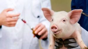 Autoridades sacrificarán 17,000 cerdos para enfrentar la peste porcina