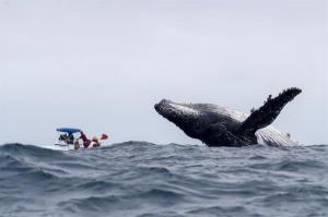 Ballenas jorobadas recurren al ataque subrepticio para devorar peces pequeños