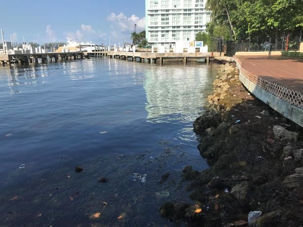 Registro este miércoles de las orillas de la Bahía Vizcaína, en el que se aprecia la contaminación por plásticos y algas tóxicas, en Miami, Florida, EE.UU.