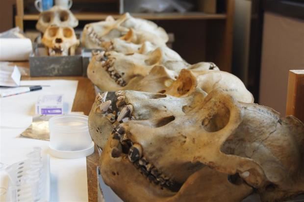 Especímenes de gorila de Grauer en el Museo Real de África Central en Tervuren (Bélgica), con los típicos depósitos de cálculo dental en los dientes que se tiñen de oscuro probablemente como resultado de su dieta herbívora.