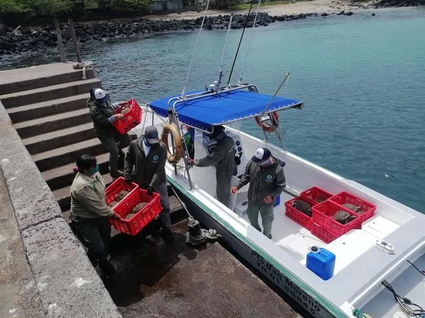 Fotografía cedida por Parque Galápagos de trabajadores del Parque trasladando tortugas. 