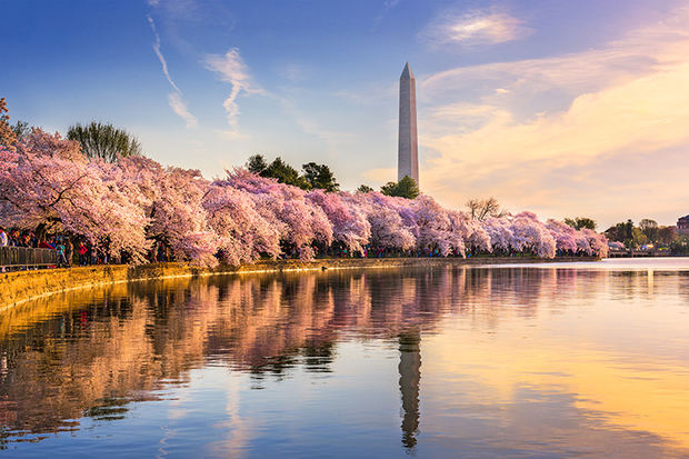 Washington da bienvenida a la primavera con los cerezos en flor