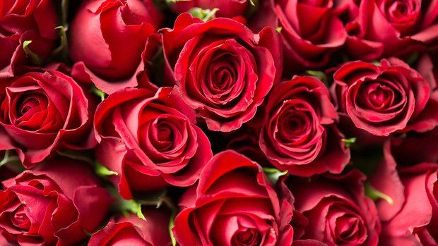 Rosas