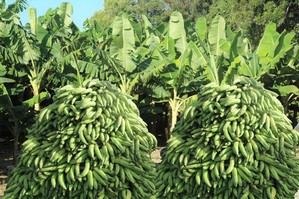 Agricultura dispone bajar precios de plátano y guineo en ventas populares