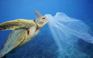 Eliminarán en Tijuana uso de bolsas de plástico para proteger medio ambiente