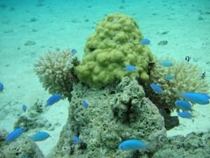 El calentamiento y la acidificación de los océanos dañan el fitoplancton