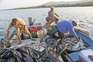 Sector pesquero de Nicaragua proyecta un incremento de 1,72% en exportaciones