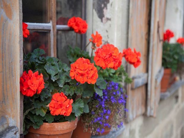 Nombres científicos de plantas, escritura adecuada.