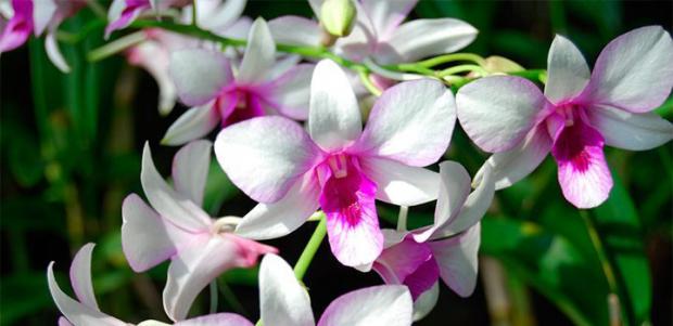 Orquídeas 