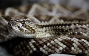 Las serpientes de cascabel engañan con su sonido a las posibles amenazas