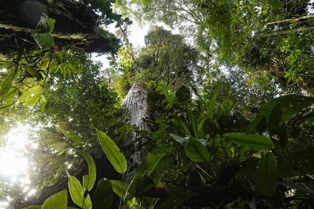 La COP15 acuerda proteger al menos 30 % del planeta para preservar la biodiversidad