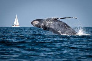¿Cuántas y desde donde vienen las ballenas jorobadas que llegan al paí­s?