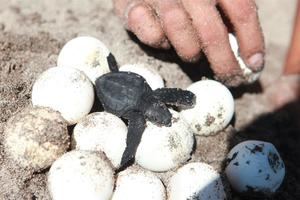 Nace medio centenar de tortugas golfina en la playa ecuatoriana de Esmeraldas