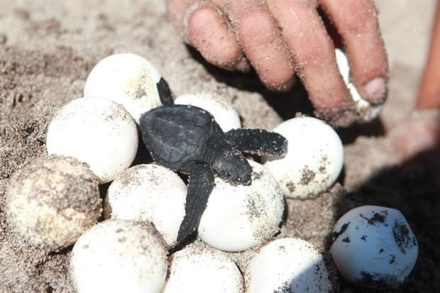 Imagen de huevos de tortuga golfina.