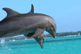 Delfines.