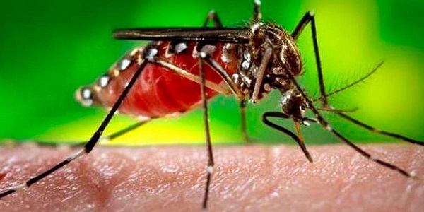 Agente transmisor del dengue