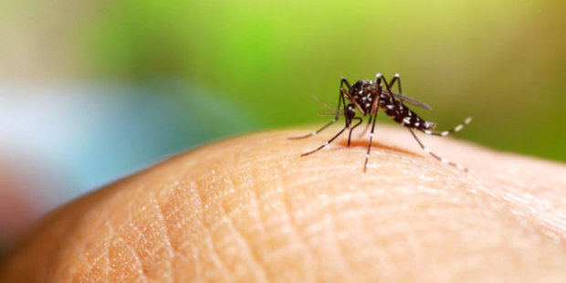 Mosquito transmisor del dengue, Aedes aegypti.

