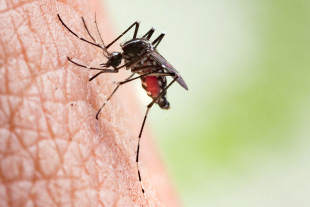 El dengue es una enfermedad vírica que se transmite a través de un mosquito. Este virus es muy común en las áreas cálidas y húmedas del mundo.