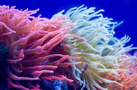 Arrecifes de coral.