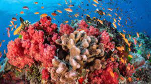 Arrecifes de coral.