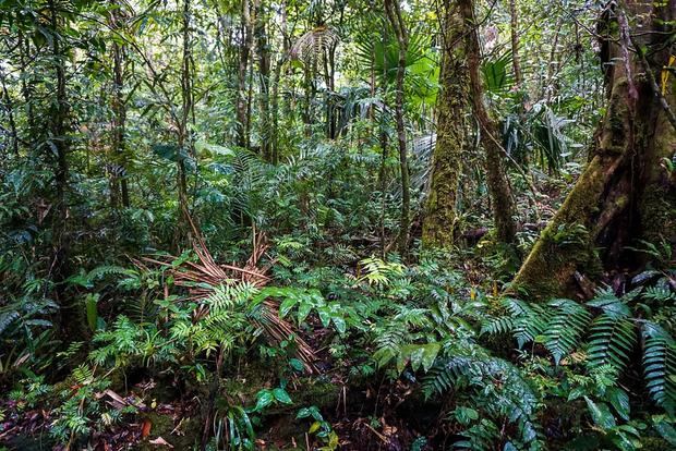 Fotografía cedida por Smithsonian de Panamá de bosque de Oreomunnea mexicana en la Reserva Hidrológica de Fortuna, en Panamá.