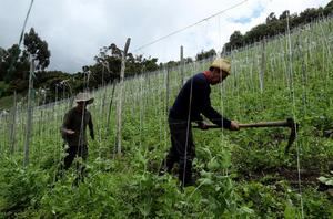 El Covid-19 puede ser devastador para el empleo rural de Latinoamérica, dice la OIT
