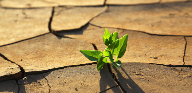 Día Internacional contra el Cambio Climático.