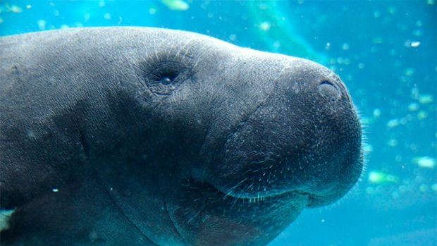 Una cría de dugongo, un mamífero acuático amenazado de extinción parecido a los manatíes, ha muerto este viernes en Tailandia debido a una infección agravada por plástico que había ingerido.