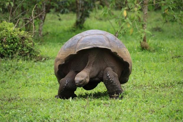 Jonathan, la tortuga gigante de las Seychelles.