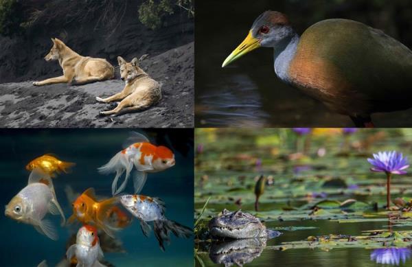 Combo de fotografías de archivo que muestran en la parte superior dos coyotes en las inmediaciones del volcán Irazú en Costa Rica (i); a una 'gallaerta' en la zona boscosa de Guápiles, en Costa Rica; y en la parte inferior, peces carpa dorada en el Zoológico Nacional de Managua (Nicaragua) (i) y a un caimán en el campo olímpico de golf de Río de Janeiro (Brasil). 