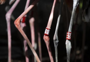 Detalles de las patas de un grupo de flamencos antes de ser liberados en los manglares del Parque Natural Estero Balsa, en Montecristo, República Dominicana.