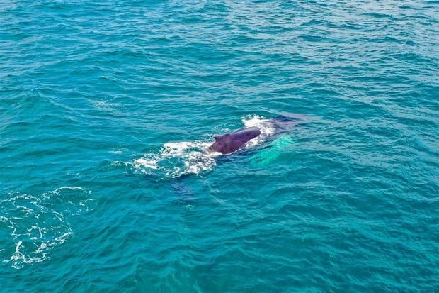 Fotografía cedida que muestra a una ballena jorobada que sale del agua para respirar en la bahía de Samaná, en República Dominicana, donde acuden los cetáceos a aparearse y procrear entre el 15 de enero y el 31 de marzo.