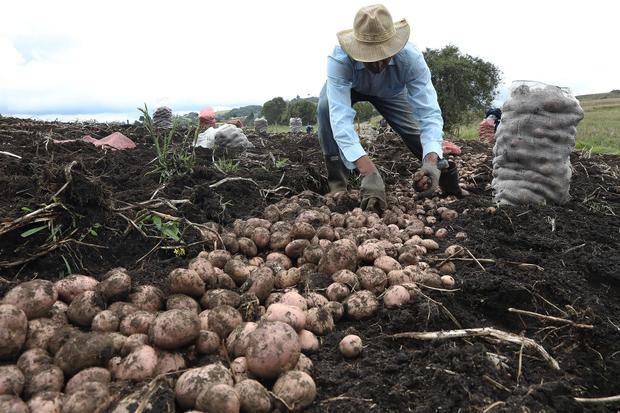 Un campesino trabaja en un cultivo, en una fotografía de archivo.