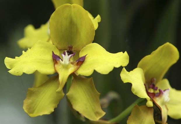 Ecuador cuenta con más de 4.500 variedades de orquídeas, de las cuales 1.700 son endémicas. En la imagen un registro de archivo de una orquídea nativa de la selva amazónica ecuatoriana.