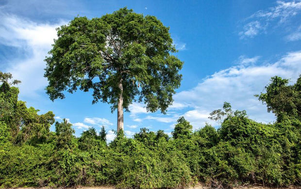 La promoción de la economía verde concilia el desarrollo del medio ambiente y la reducción de la pobreza.