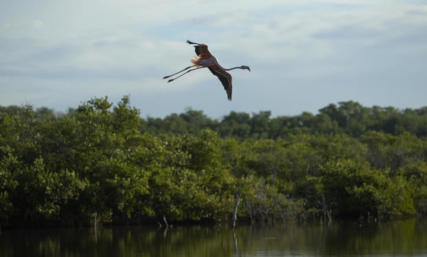 Registro del vuelo de un flamencos, luego de ser liberado este sábado, 4 de febrero, en los manglares del Parque Natural Estero Balsa, en Montecristo, República Dominicana.
