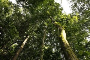 Una zona boscosa del Pacífico Central en Punta Leona (Costa Rica), en una fotografía de archivo.
