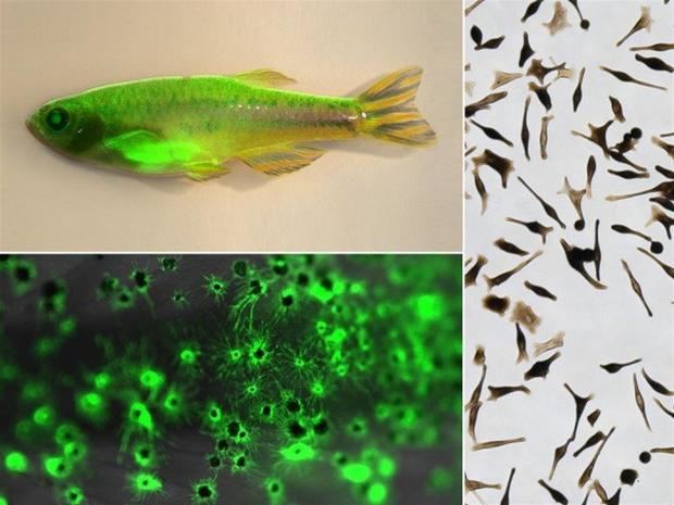 Un pez cebra con melanocitos marcados con proteína verde fluorescente (GFP) (arriba a la izquierda); vista ampliada de los melanocitos (abajo a la izquierda); melanocitos derivados de células madre humanas creciendo en una placa, derecha.