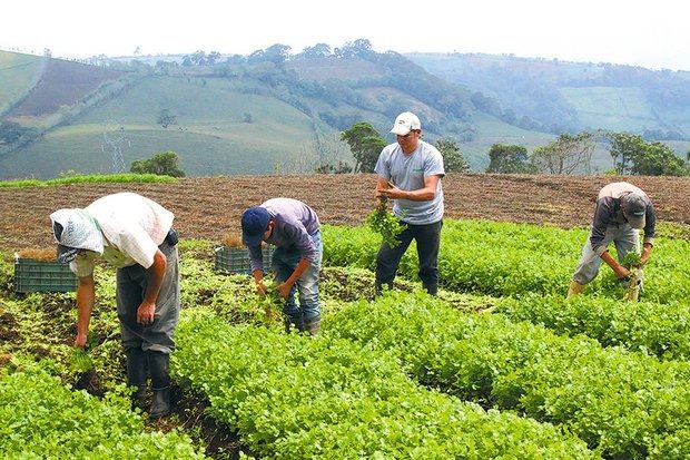 IAD dice política estatal fortalece y recupera la Agropecuaria