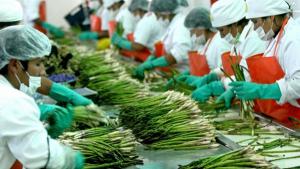 Buscan incrementar competitividad productos agrarios de consumo masivo