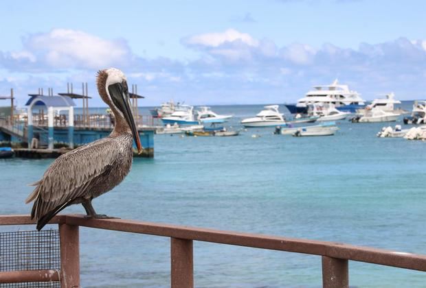 Un pelícano café (Pelecanus occidentalis) se posa sobre una barda en el malecón de la isla San Cristóbal, el 21 de agosto de 2021, Archipiélago Galápagos, Ecuador.