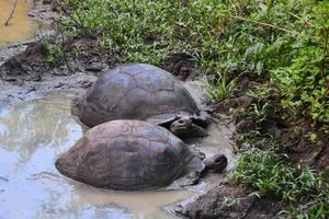 Las tortugas gigantes, ¿son los elefantes o los hipopótamos de Galápagos?