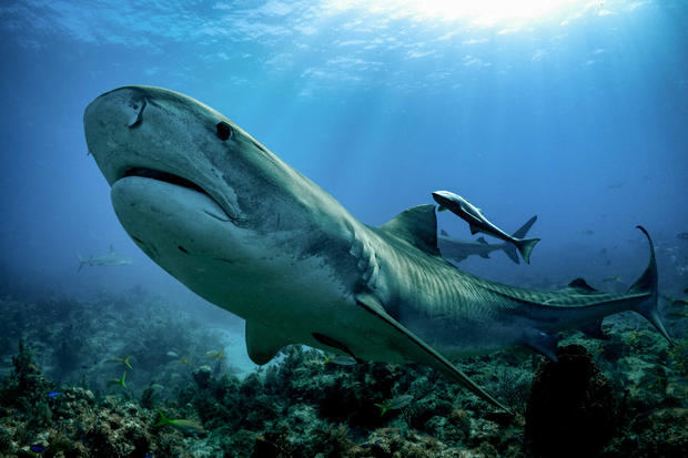 Fotografía cedida por The Pew Charitable de un tiburón en la reserva marina Bancó Volcán.