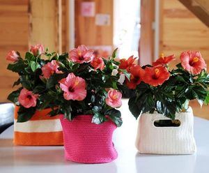 Flores de mayo, Hibiscus.