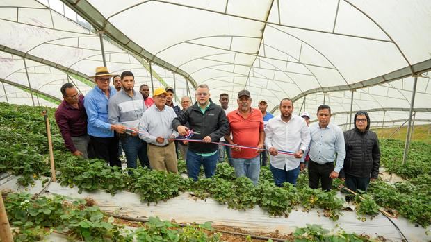 FEDA apuesta a la producción de fresas para dinamizar
economía de Jarabacoa.
