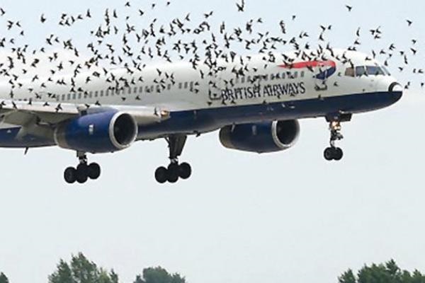 Aves cerca de avión en pleno vuelo