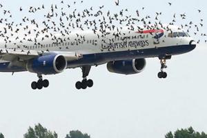 El país será sede de conferencia sobre prevención del peligro de las aves en la aviación