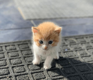 Día Internacional del Gato: trabajar con mininos incrementa la productividad y reduce el estrés